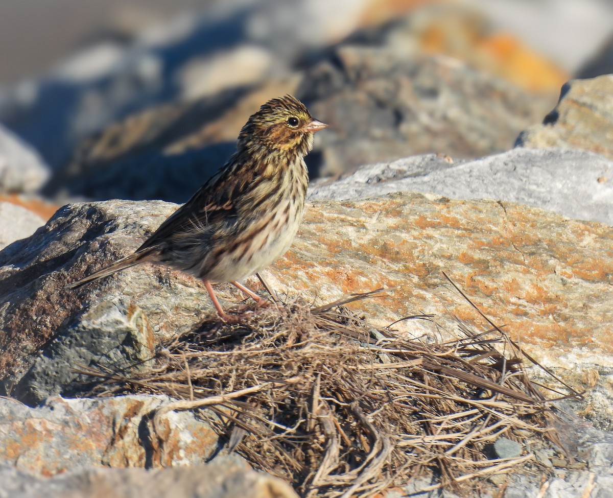 Savannah Sparrow - ML624026984