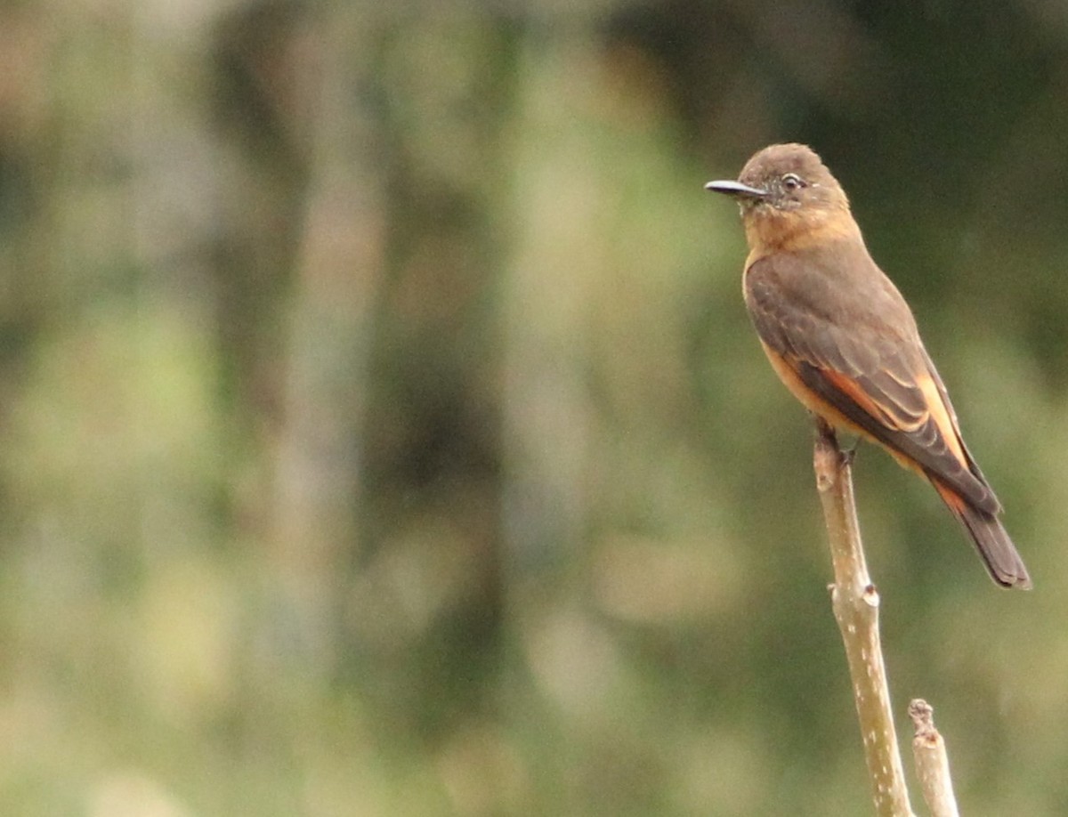 Cliff Flycatcher - ML624026985