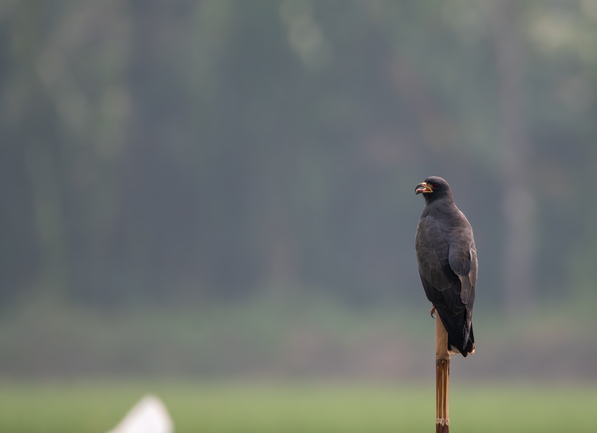 Snail Kite - ML624026990