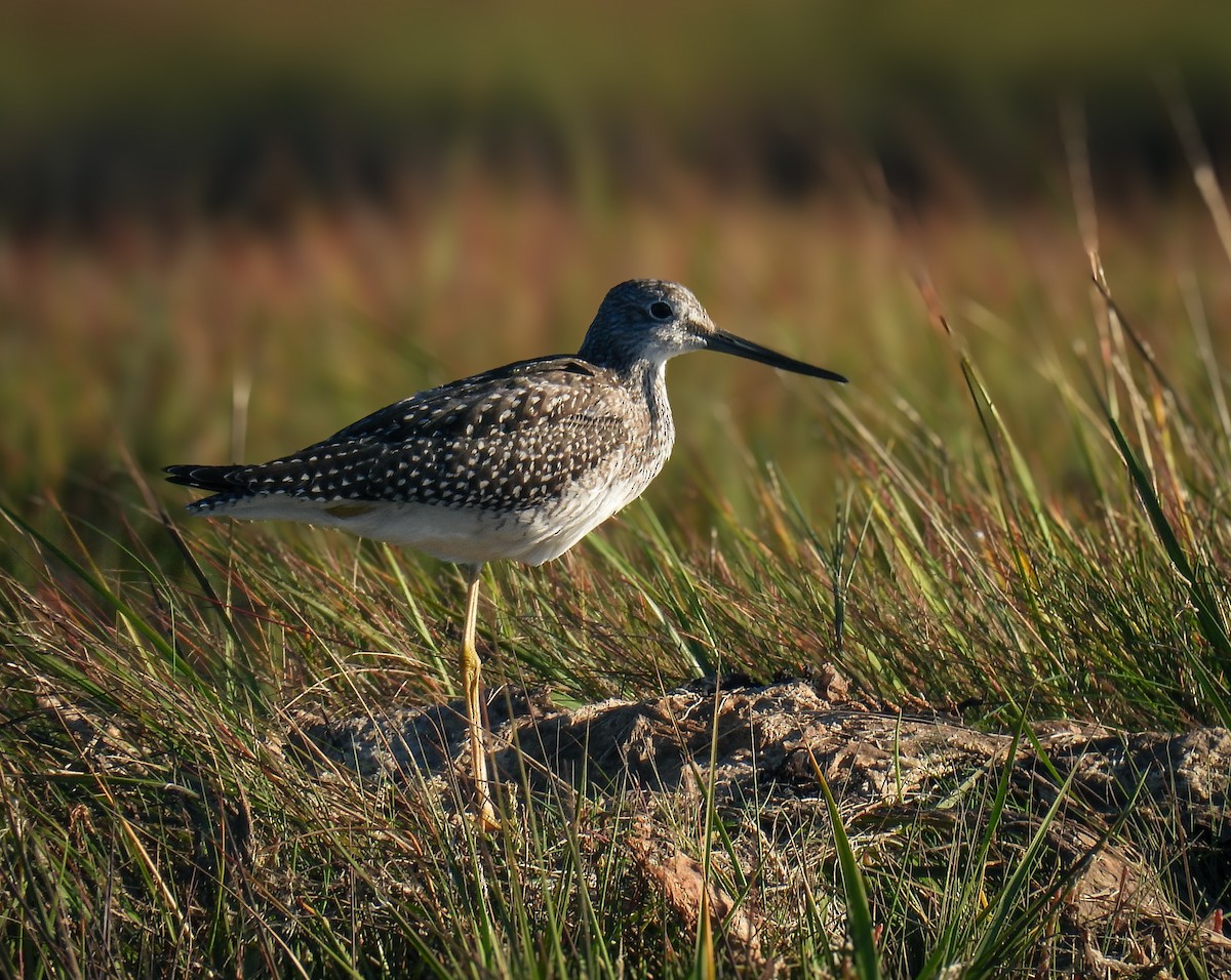 Greater Yellowlegs - ML624026992