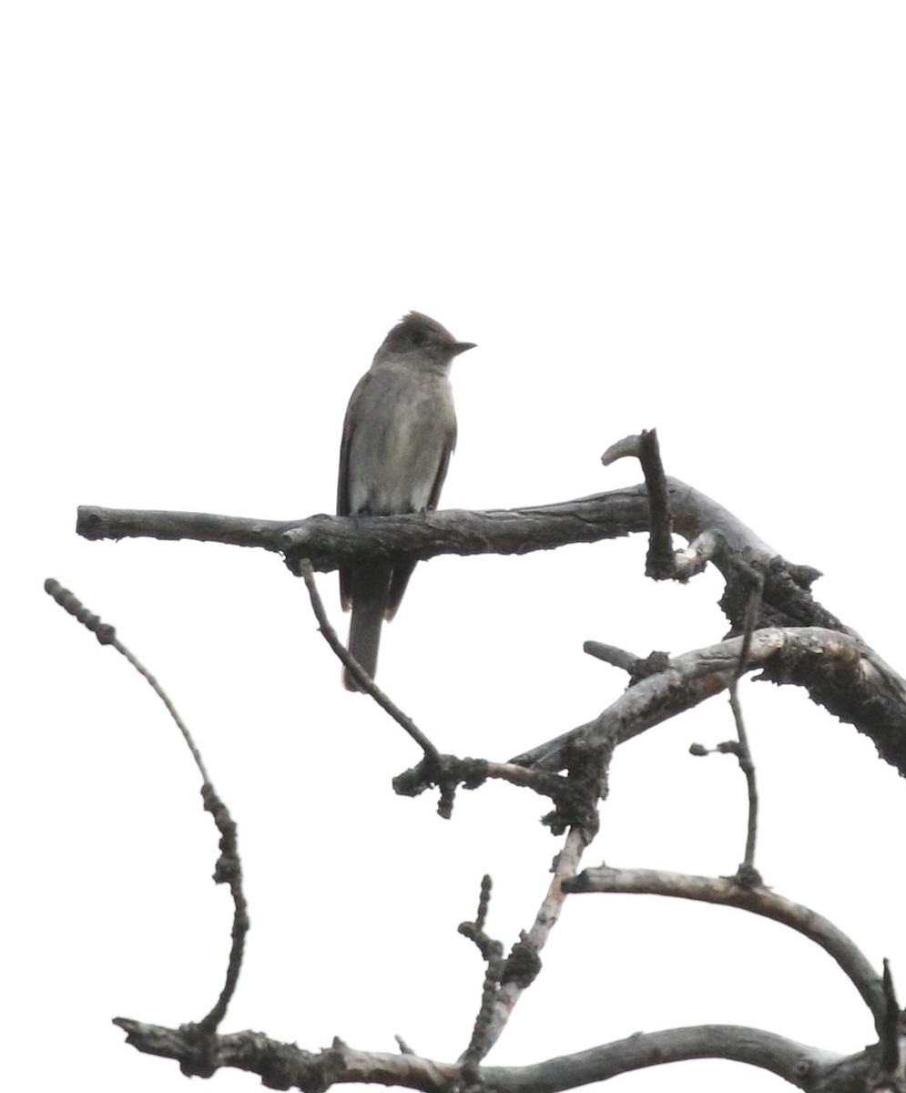 Western Wood-Pewee - ML624026994