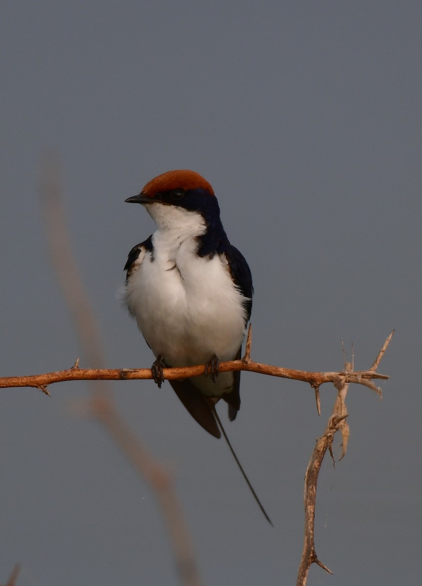 Wire-tailed Swallow - ML624026995