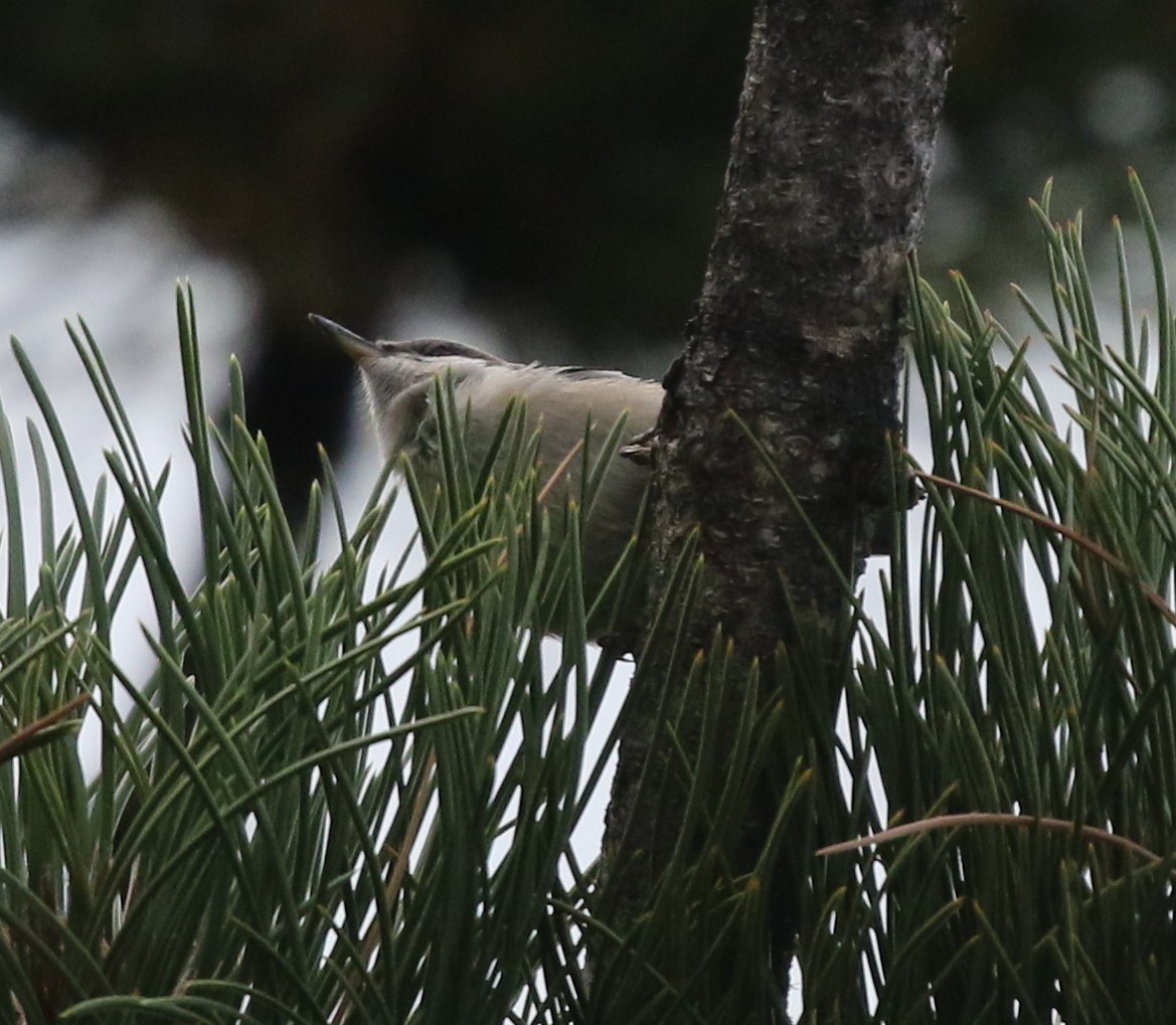 Pygmy Nuthatch - ML624026996