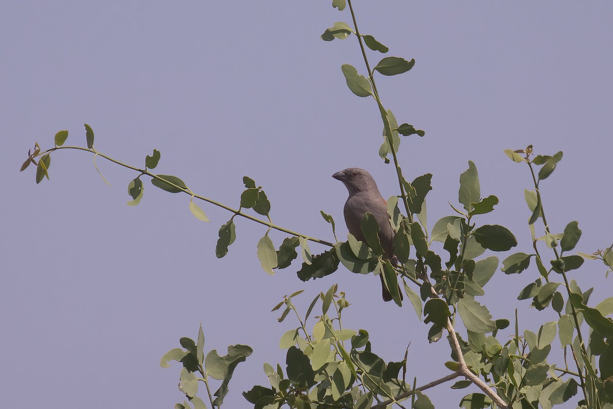 Parrot-billed Sparrow - ML624026999