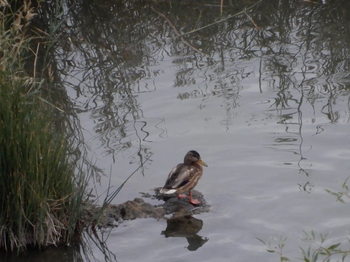 Mallard - Shraddha Pandya