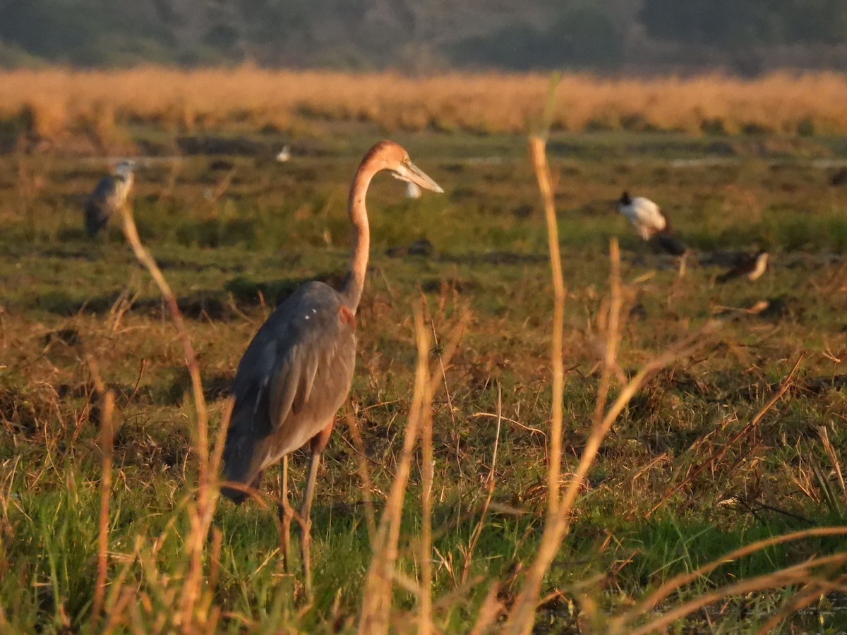 Goliath Heron - ML624027003