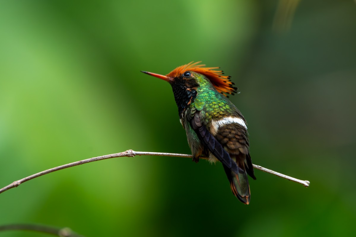 Rufous-crested Coquette - ML624027004