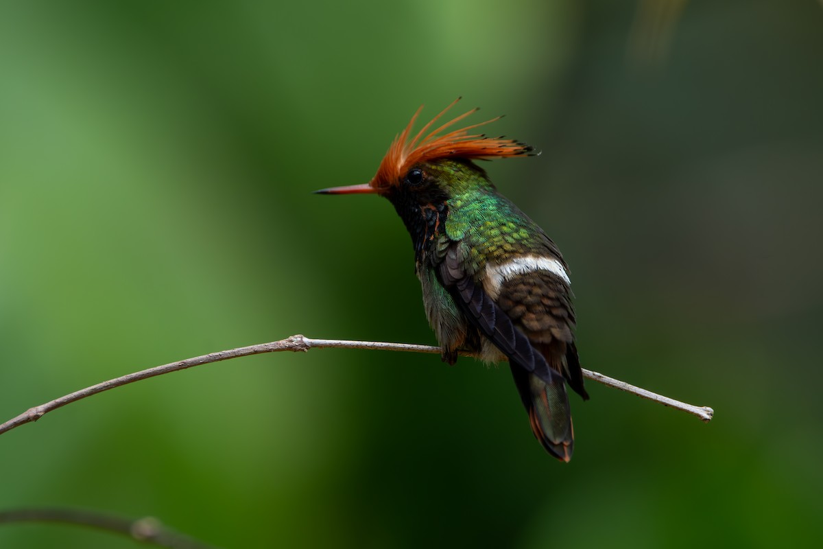 Rufous-crested Coquette - ML624027005