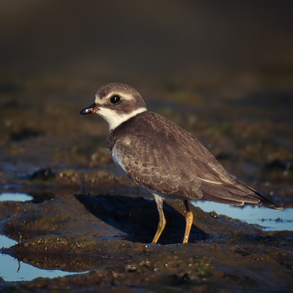 Semipalmated Plover - ML624027007