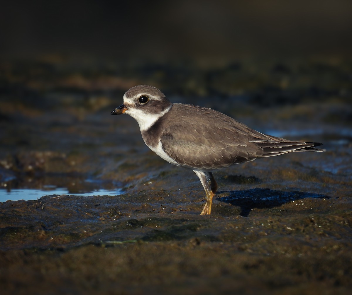 Semipalmated Plover - ML624027008