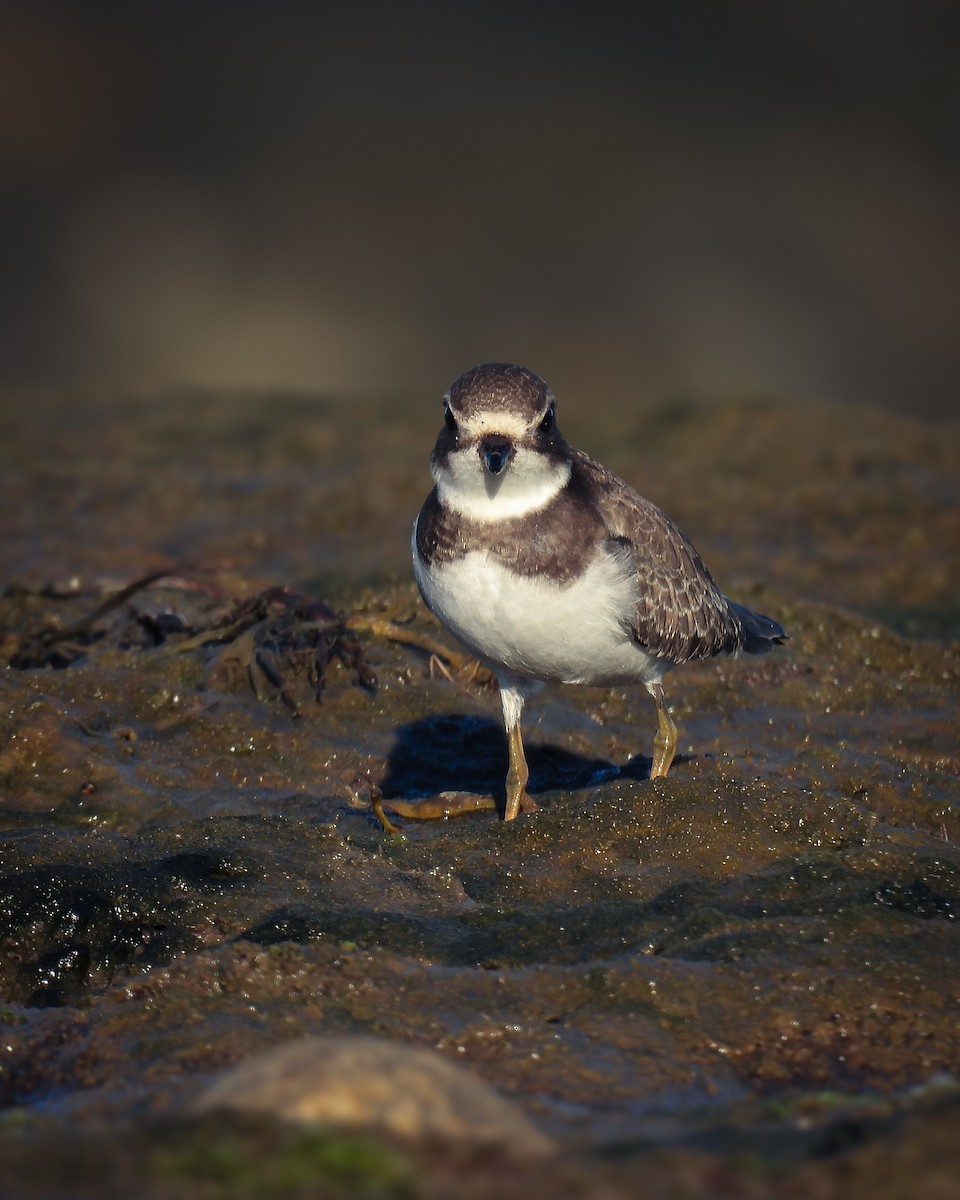 Semipalmated Plover - ML624027009