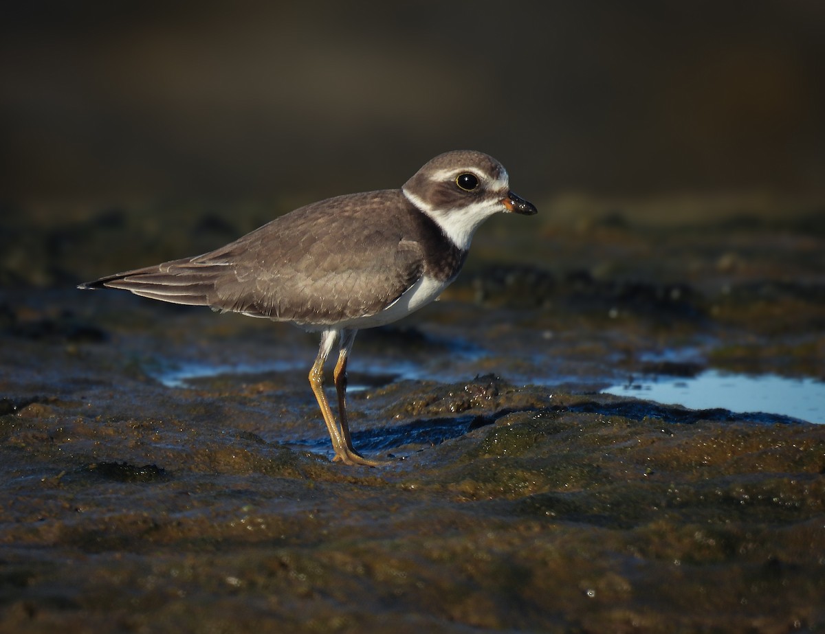 Semipalmated Plover - ML624027010