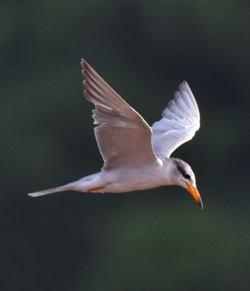 River Tern - ML624027011