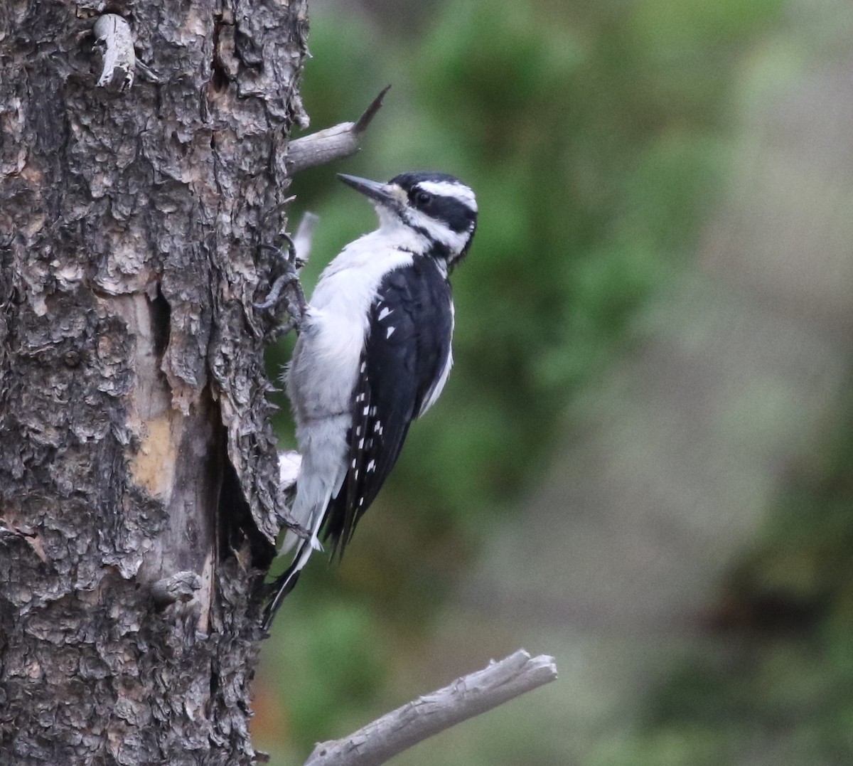 Hairy Woodpecker - ML624027014