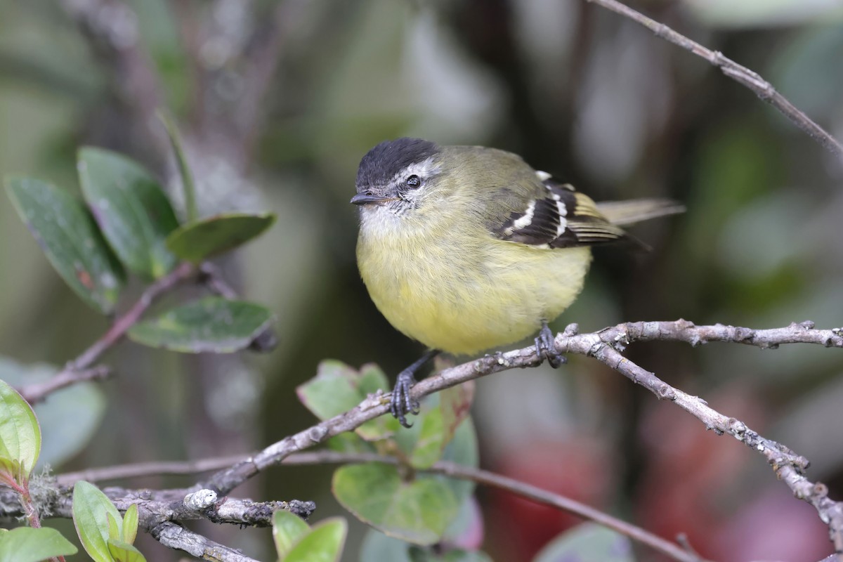 Black-capped Tyrannulet - Daniel Branch