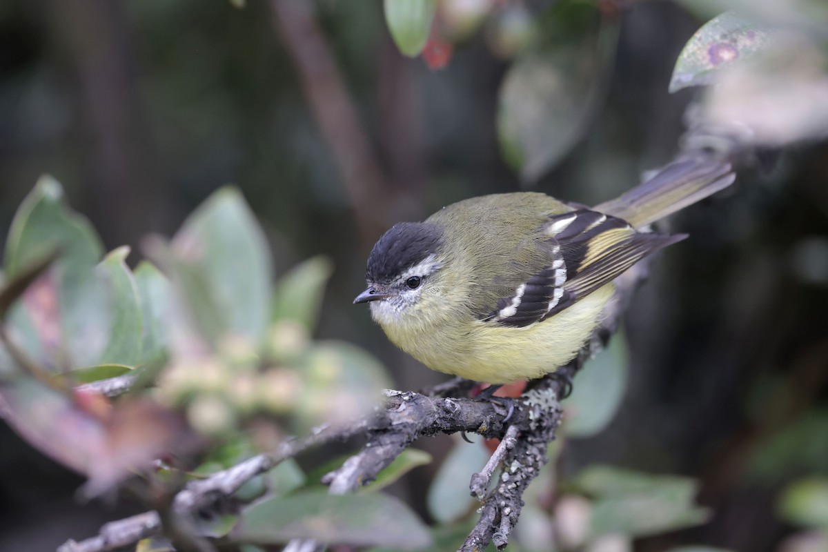 Black-capped Tyrannulet - ML624027016