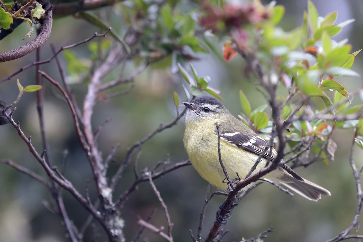 Black-capped Tyrannulet - Daniel Branch