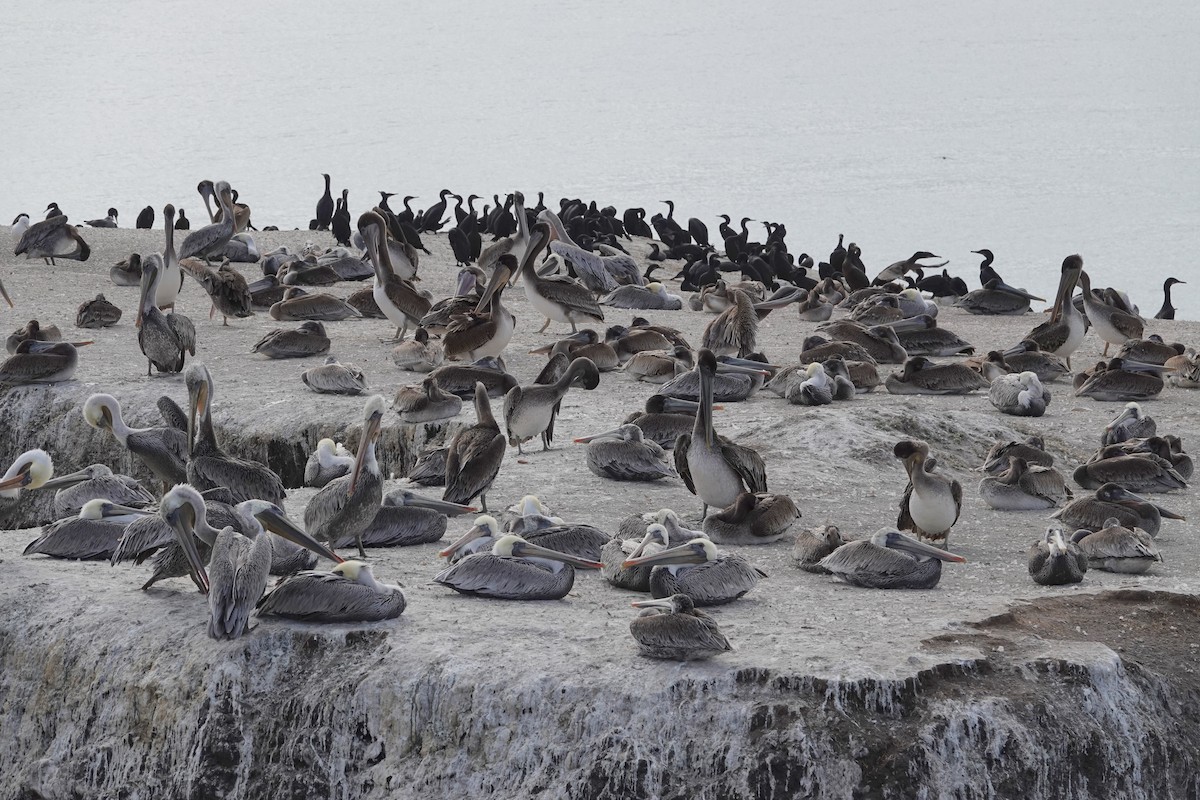 Brandt's Cormorant - ML624027023