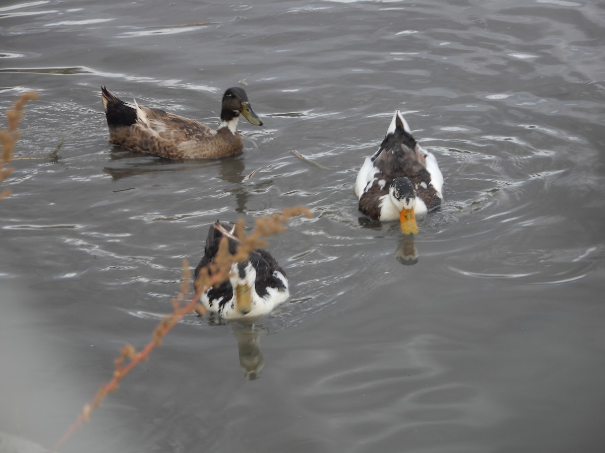 anatidé sp. (canard sp.) - ML624027026