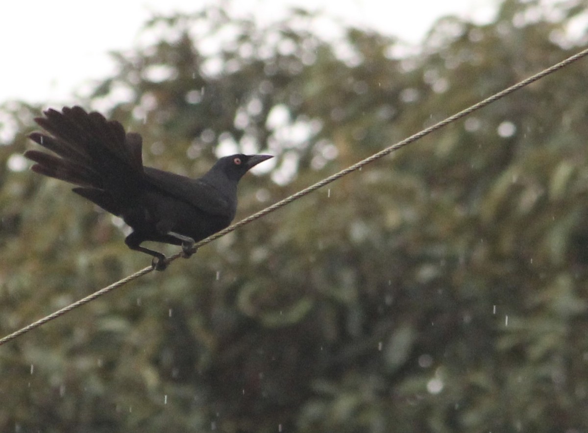 Giant Cowbird - Miguel  Magro