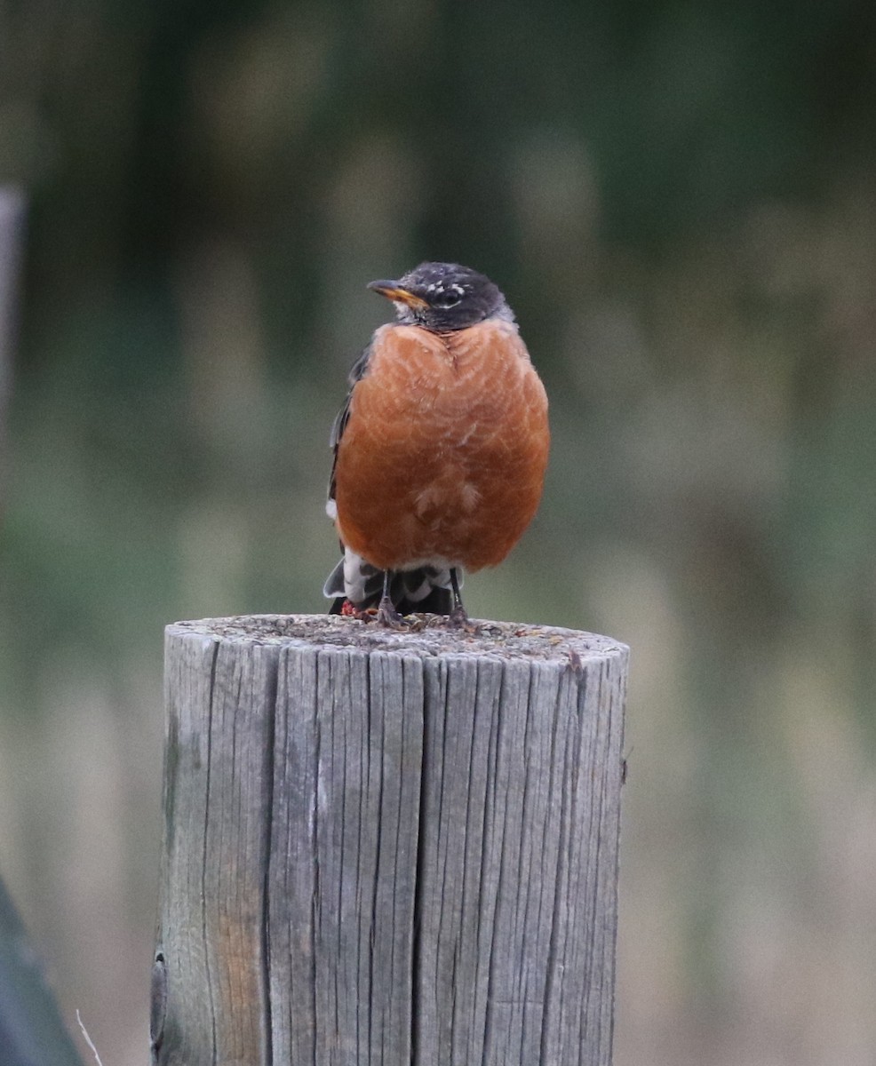 American Robin - ML624027041