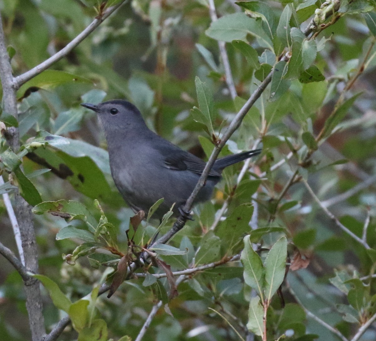 Pájaro Gato Gris - ML624027044