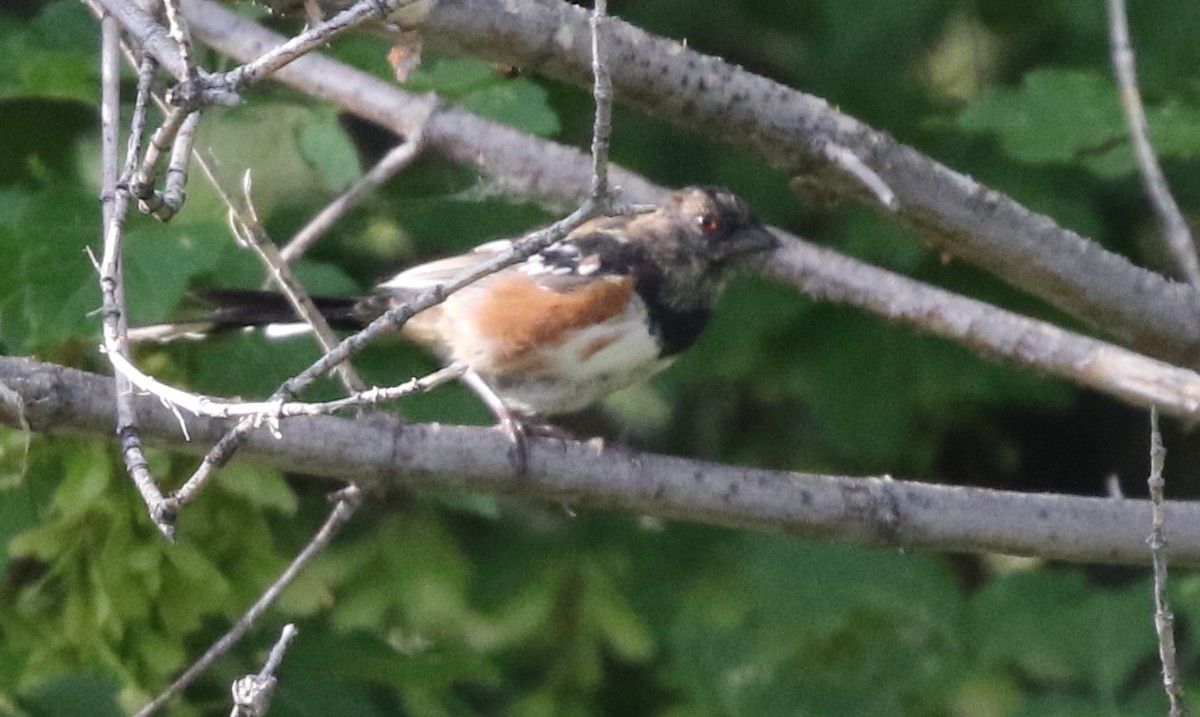 Spotted Towhee - ML624027049