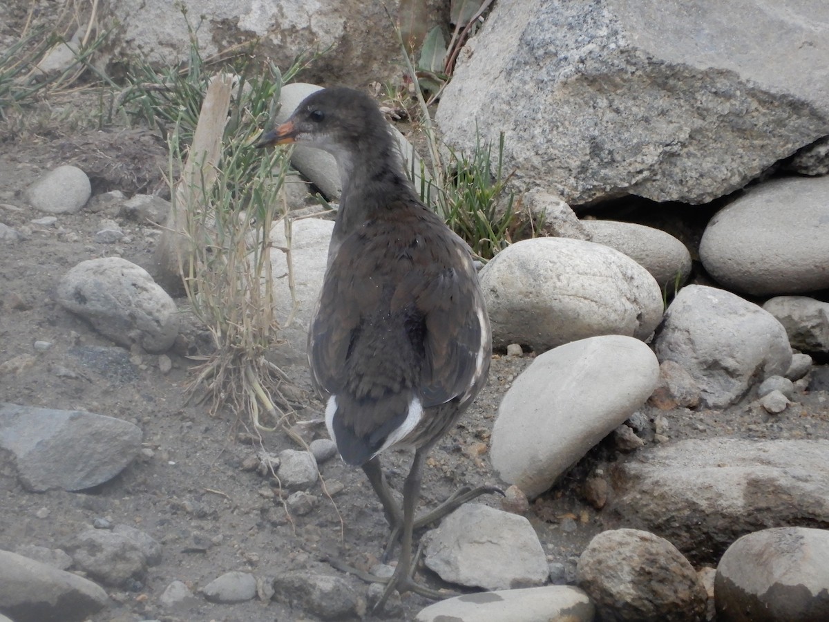 Eurasian Moorhen - ML624027051