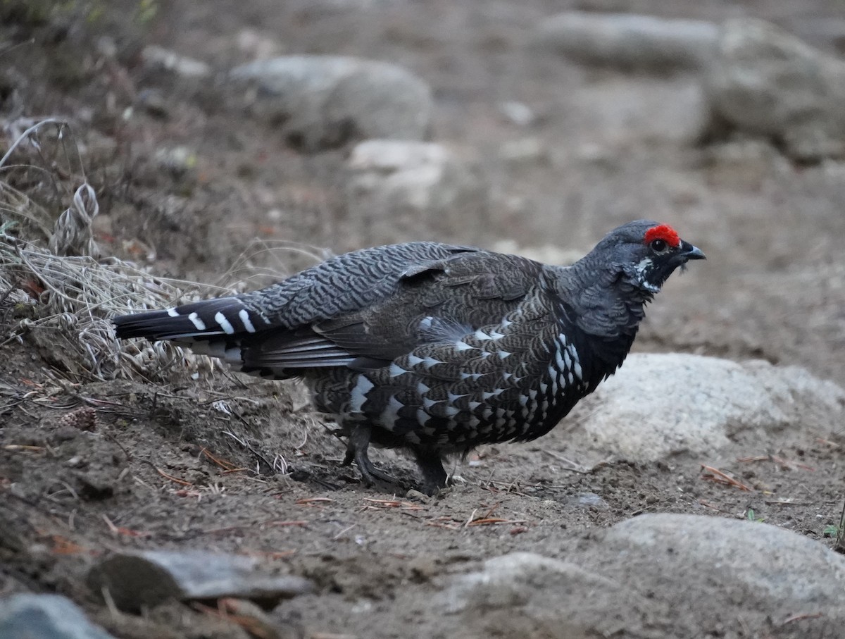 Spruce Grouse - ML624027056