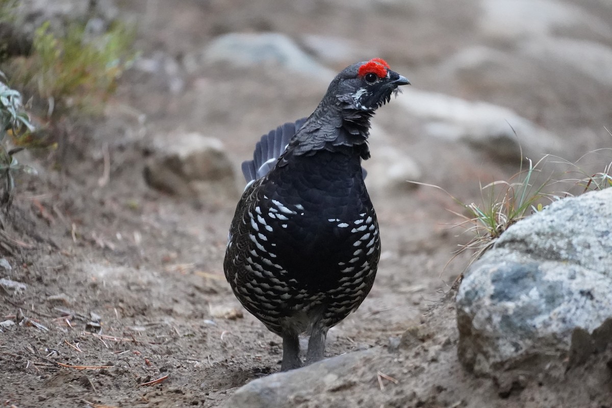 Spruce Grouse - ML624027057