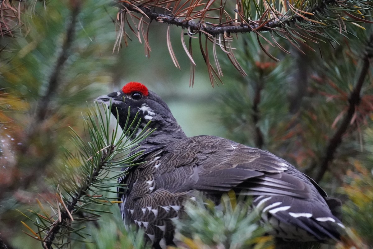 Spruce Grouse - ML624027060