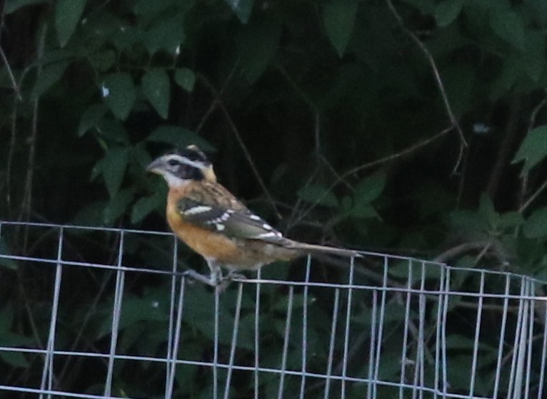 Black-headed Grosbeak - ML624027061