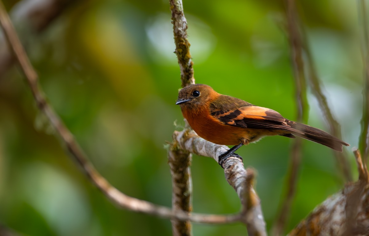 Cinnamon Flycatcher - ML624027063