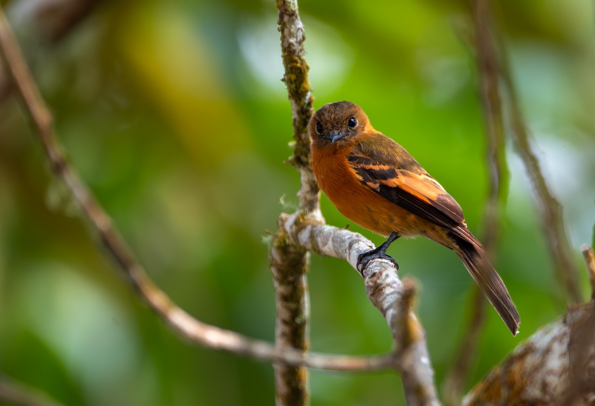 Cinnamon Flycatcher - ML624027064