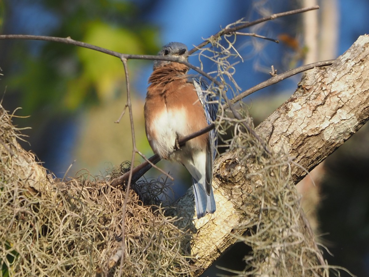 Eastern Bluebird - ML624027065