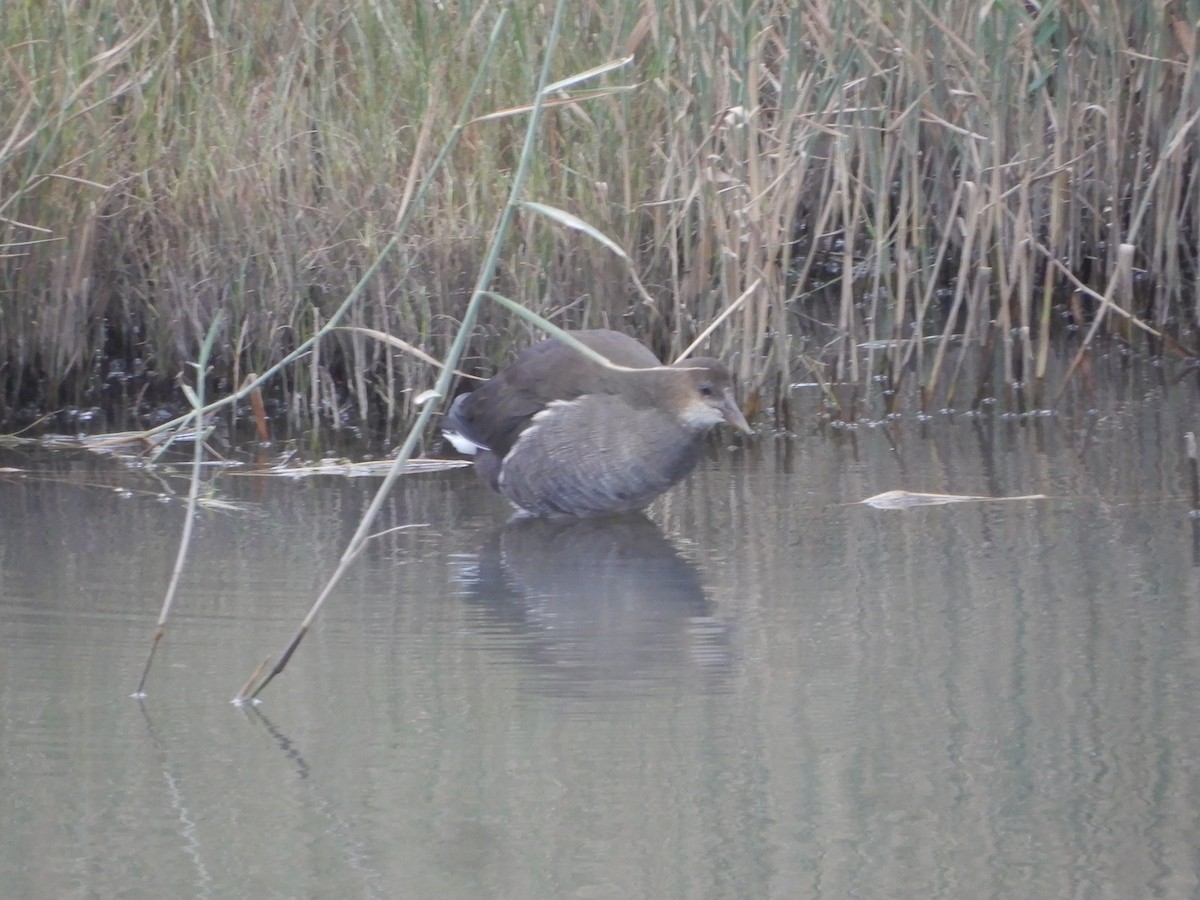 カモ亜科 - ML624027067