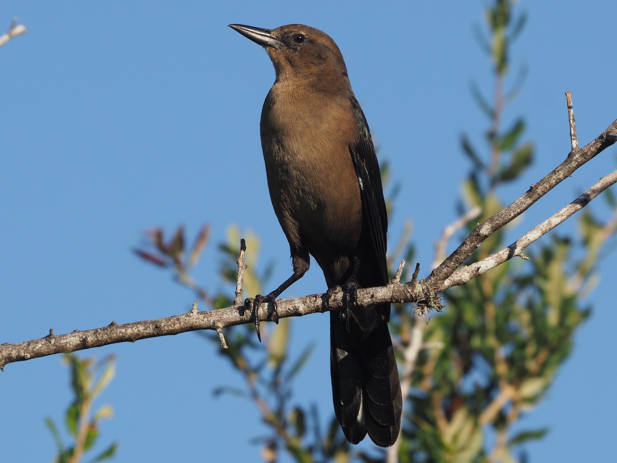 Boat-tailed Grackle - ML624027068