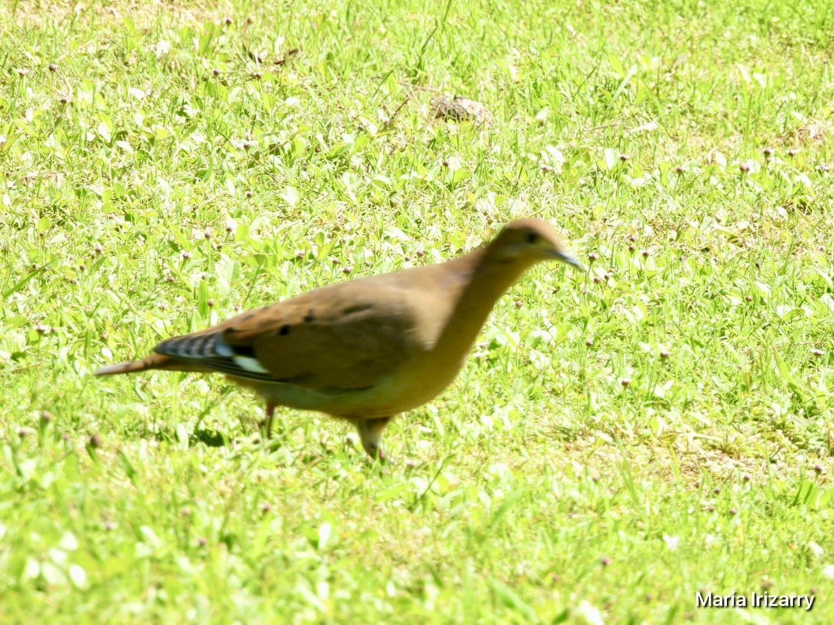 Zenaida Dove - ML624027077