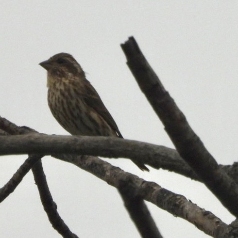 Purple Finch - ML624027088