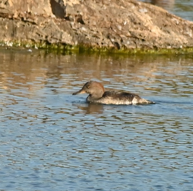 Hooded Merganser - ML624027091