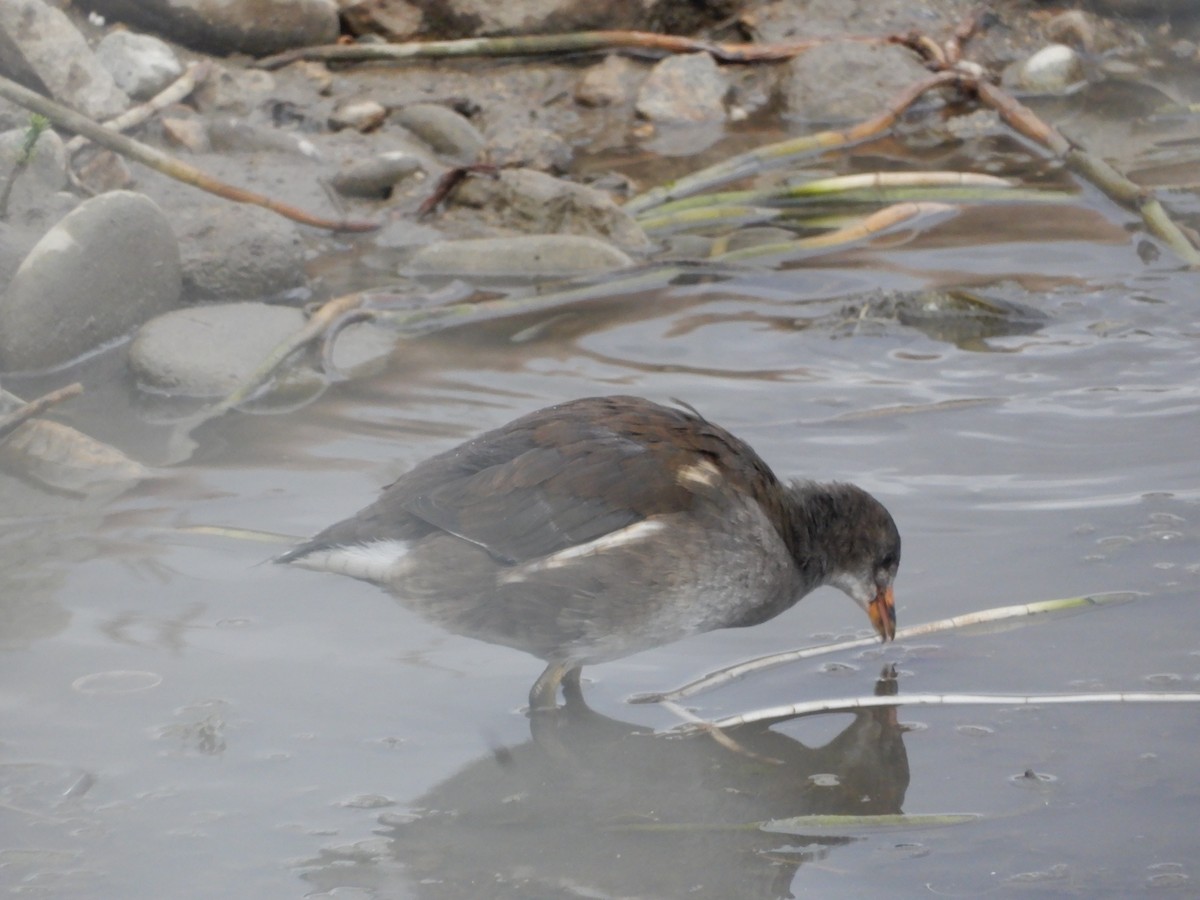 Eurasian Moorhen - ML624027092