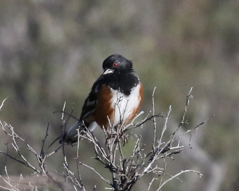 Spotted Towhee - ML624027094