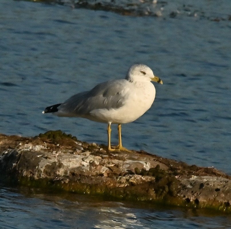 Ring-billed Gull - ML624027095