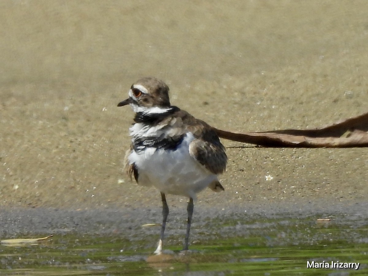 Killdeer - ML624027097