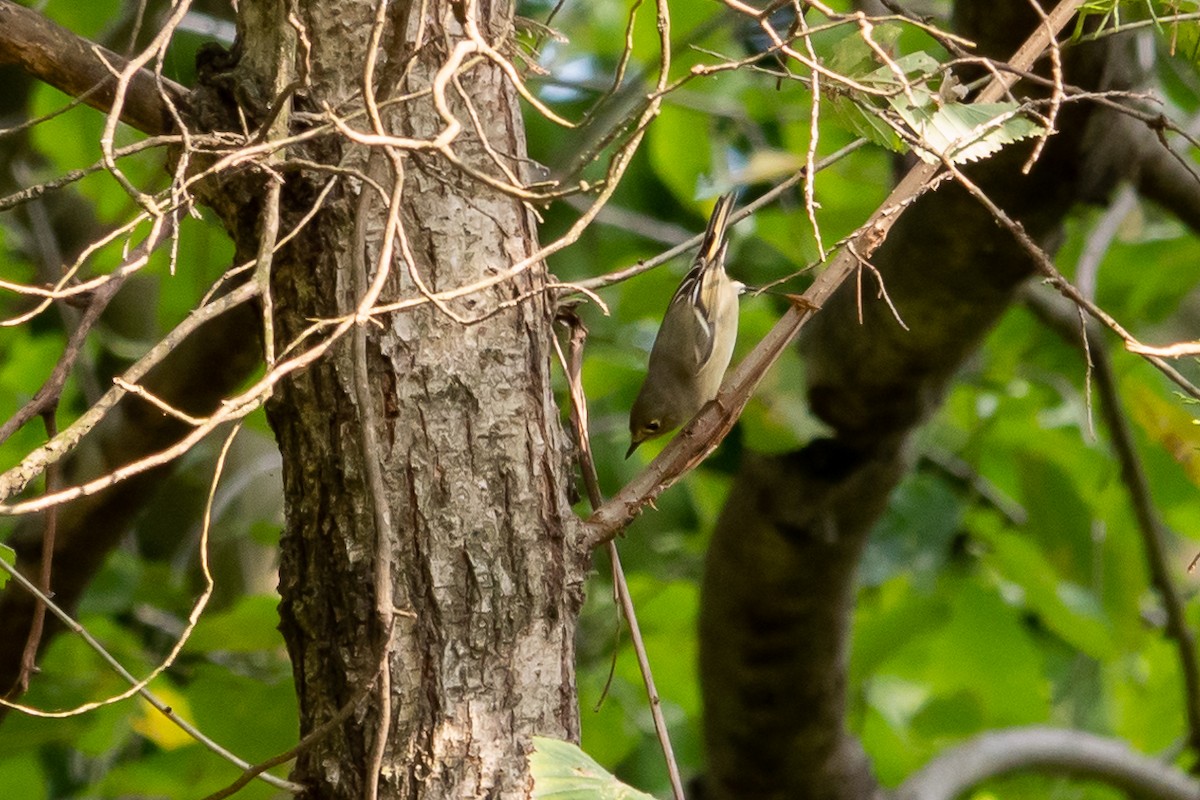 Ruby-crowned Kinglet - Marilyn Henry