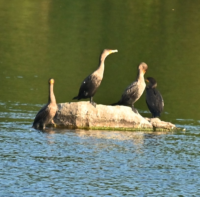 Double-crested Cormorant - ML624027102