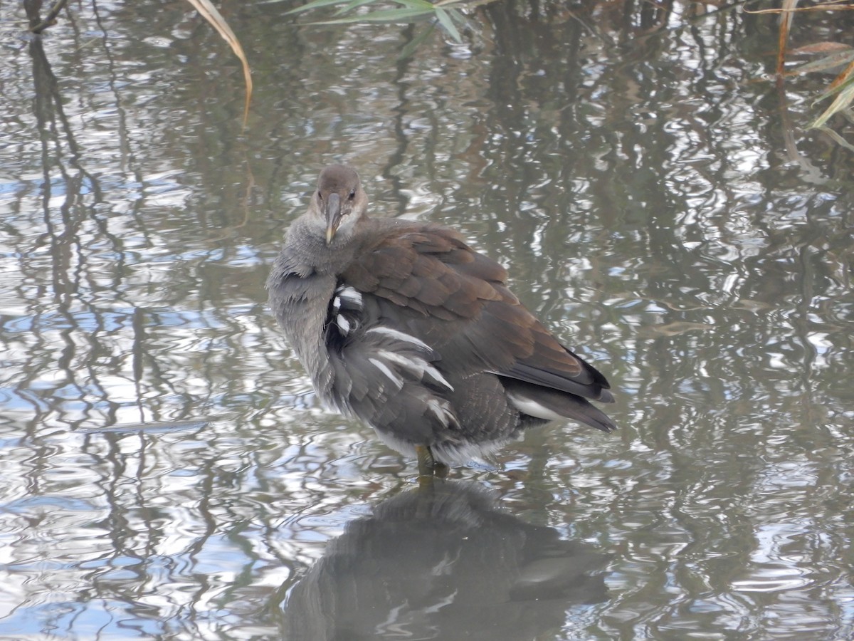 Eurasian Moorhen - ML624027103