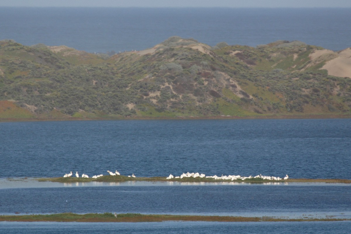 American White Pelican - ML624027104