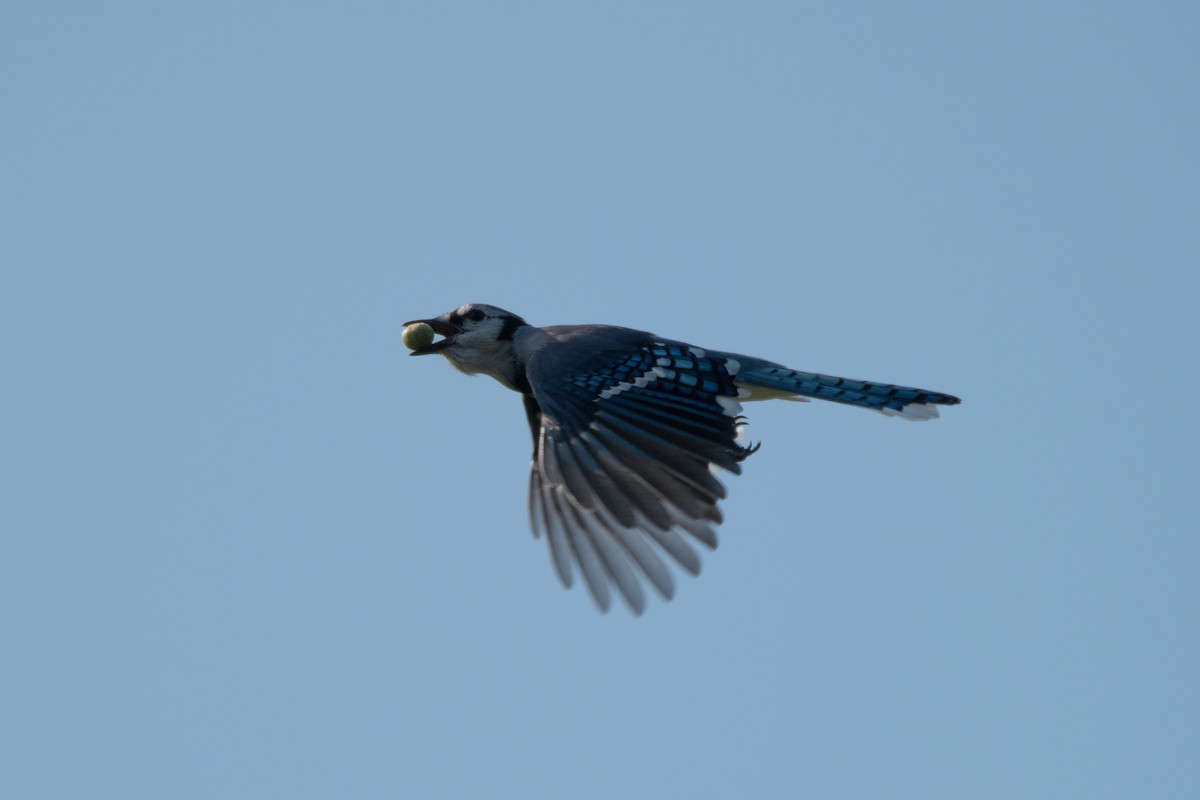 Blue Jay - ML624027105