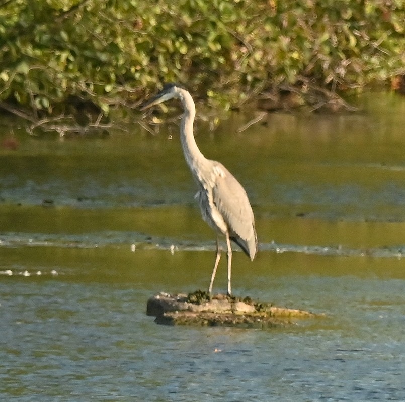 Great Blue Heron - ML624027106